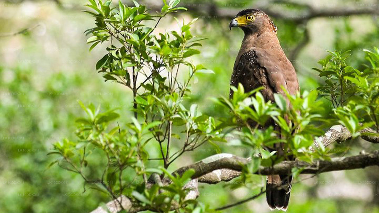 鳥と哺乳類を観察するワイルドライフツアー(14日間)