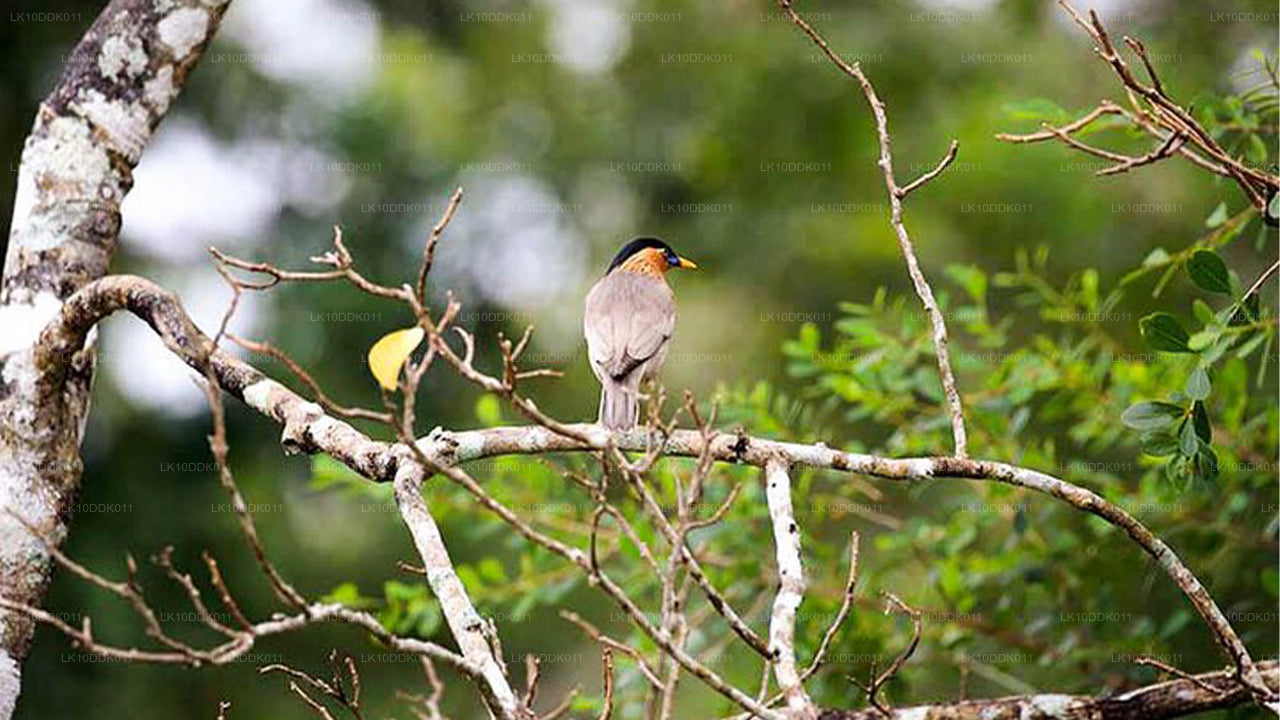 鳥と哺乳類を観察するワイルドライフツアー(14日間)