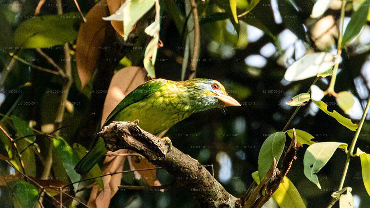 鳥と哺乳類を観察するワイルドライフツアー(14日間)