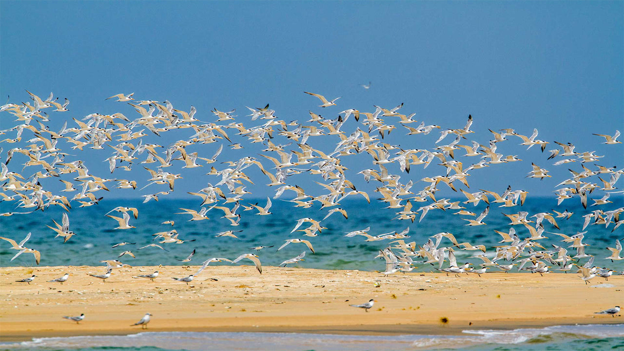 Big Game Camps & Lodge Alankuda, Kalpitiya