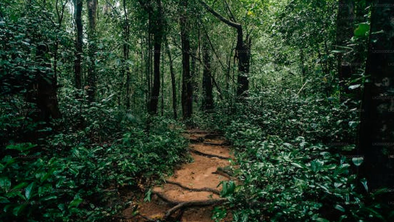 シンハラジャ森林保護区ガイド付きツアー(入場券付き)