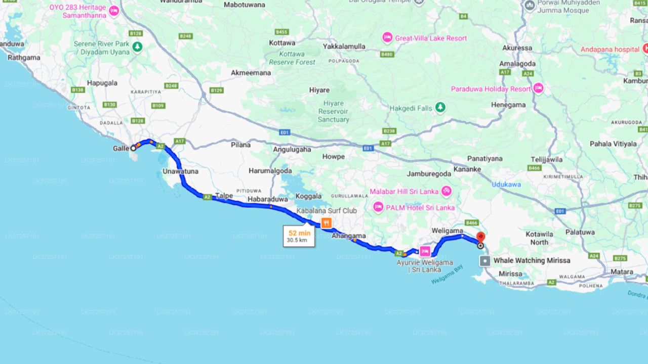 Whale Watching from Galle on Shared Boat