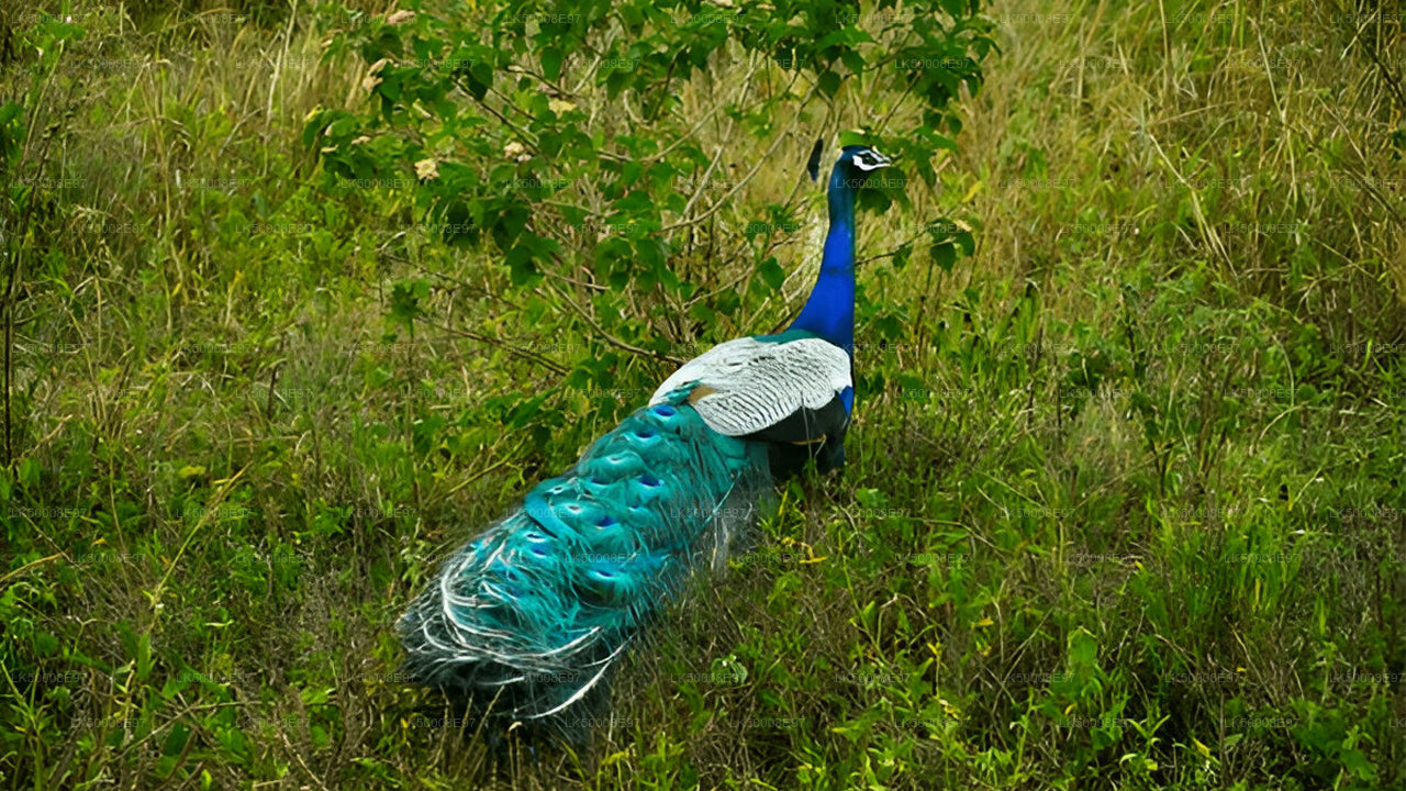 ミリッサ発ウダワラウェ国立公園サファリ