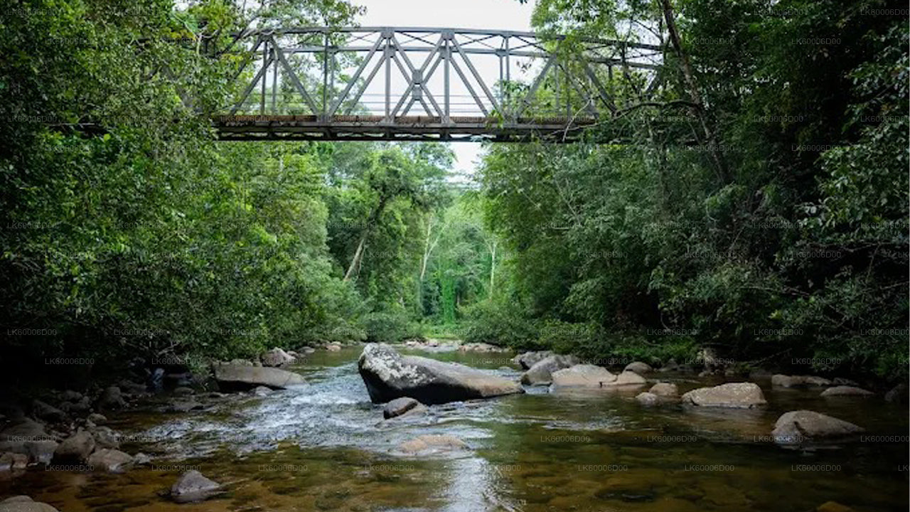 シンハラジャ熱帯雨林からライオンズロックへのトレッキング