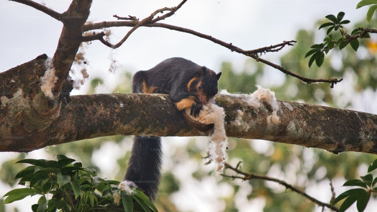 シンハラジャ熱帯雨林アドベンチャーツアー
