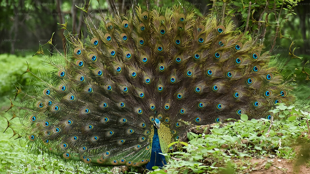 ミリッサ発ウダワラウェ国立公園サファリ