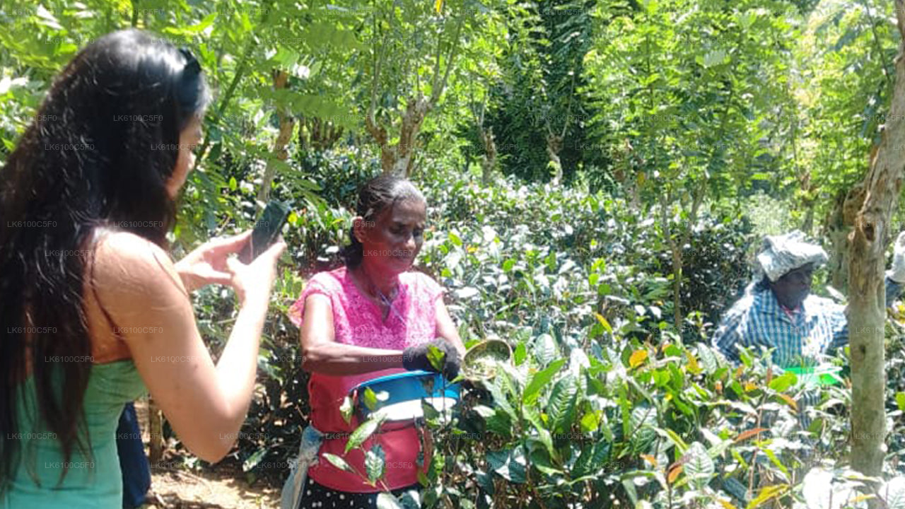 ゴールの隠れた名所を探索し、地元の人々と食事を楽しみましょう