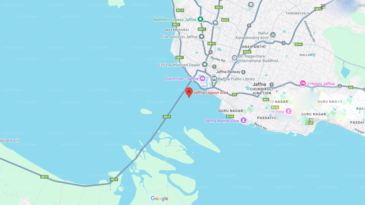 ジャフナ ラグーンのバードウォッチング