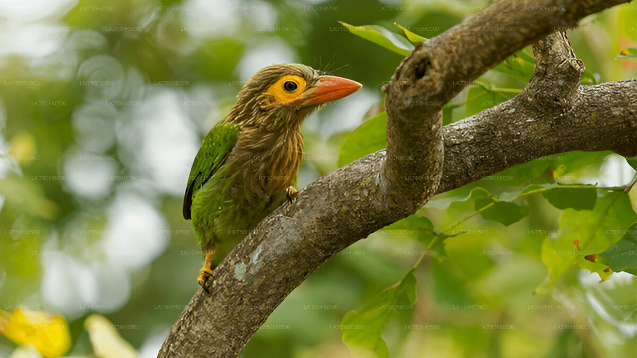 コロンボ発ウダワラウェ国立公園のバードウォッチングサファリ