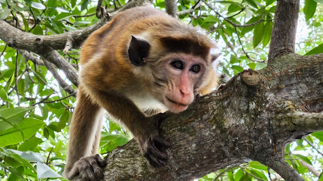 Monkey on a tree branch with green foliage in the background