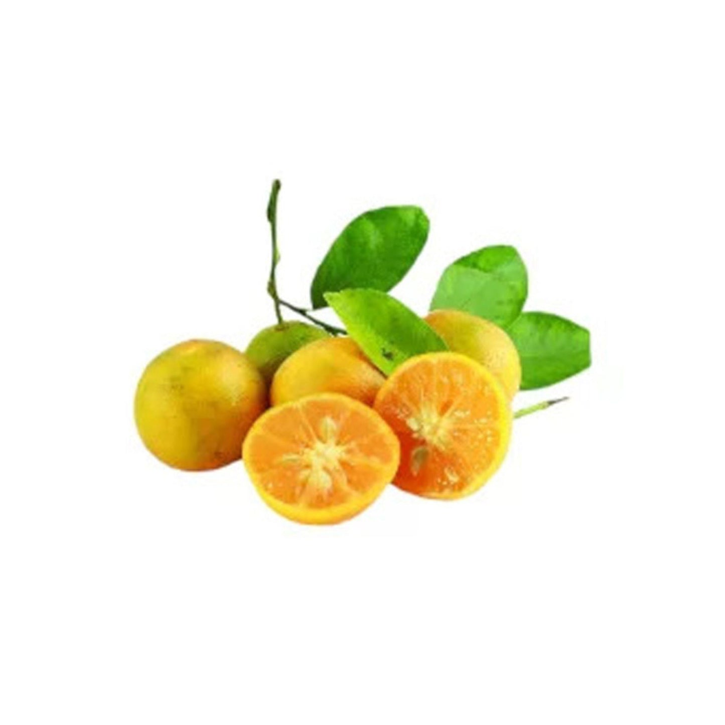セイロン ジャマナラン (දේශීය ජමනාරං (බද්ධ)) 果樹