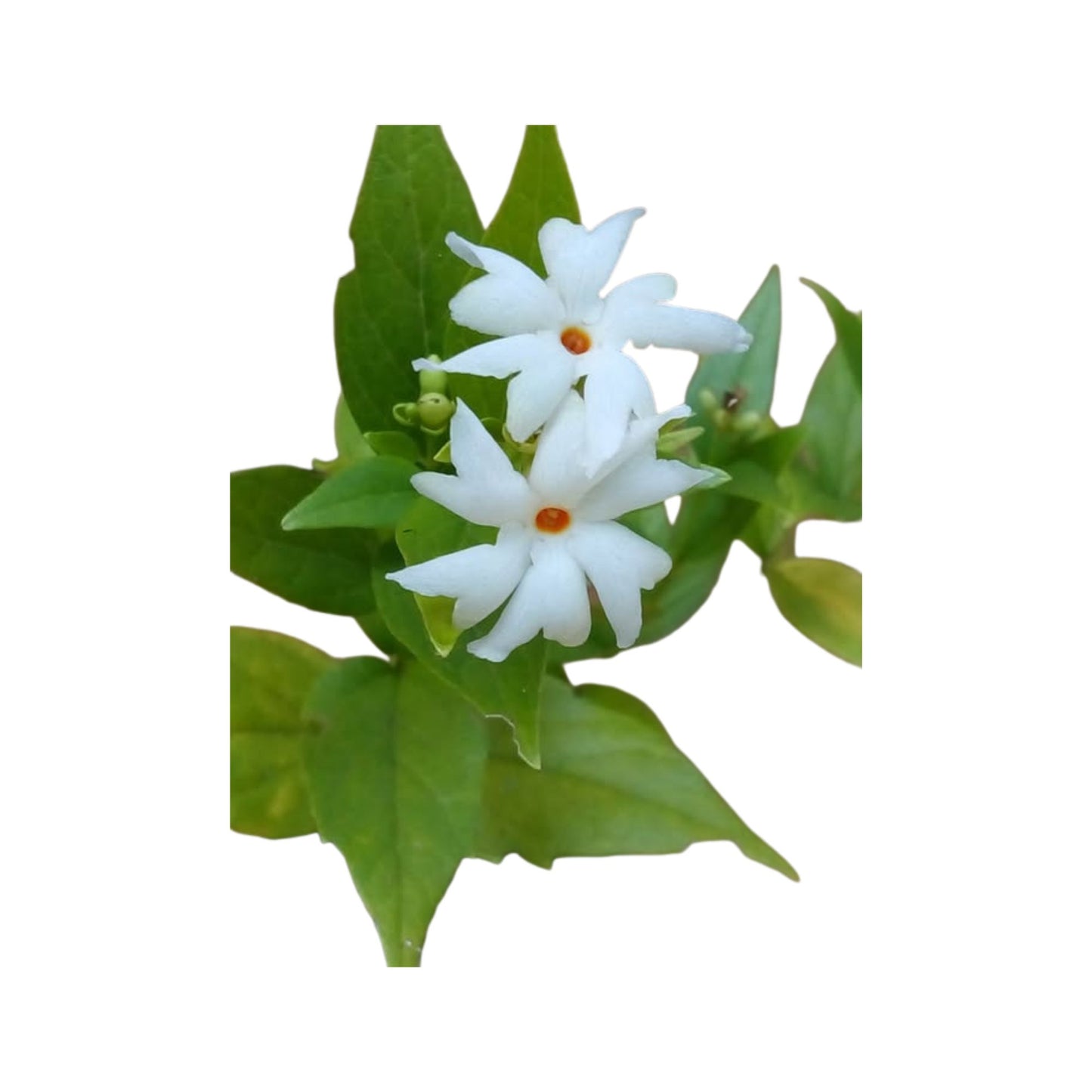 夜開花ジャスミン、セパリカ (සේපාලිකා) 花とエキゾチックな植物