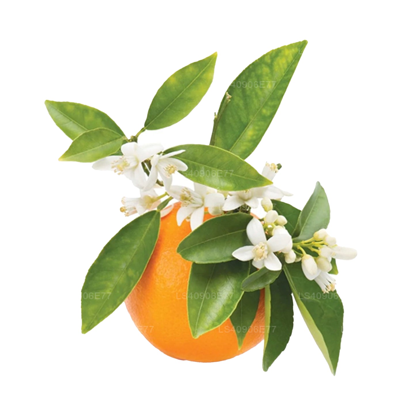 ラクプラプチグレインエッセンシャルオイル (15ml)