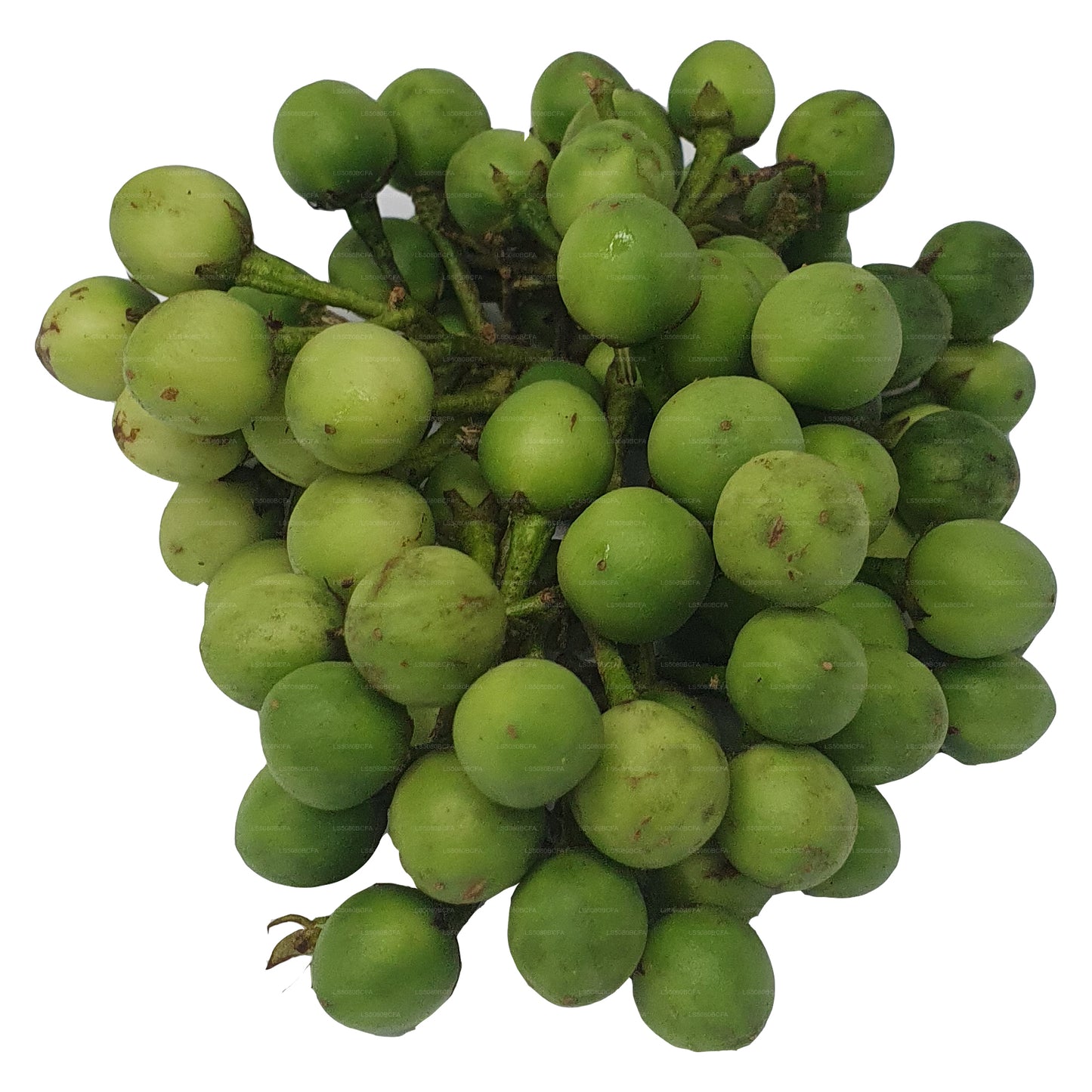 ティバトゥ - තිබ්බටු (500g)