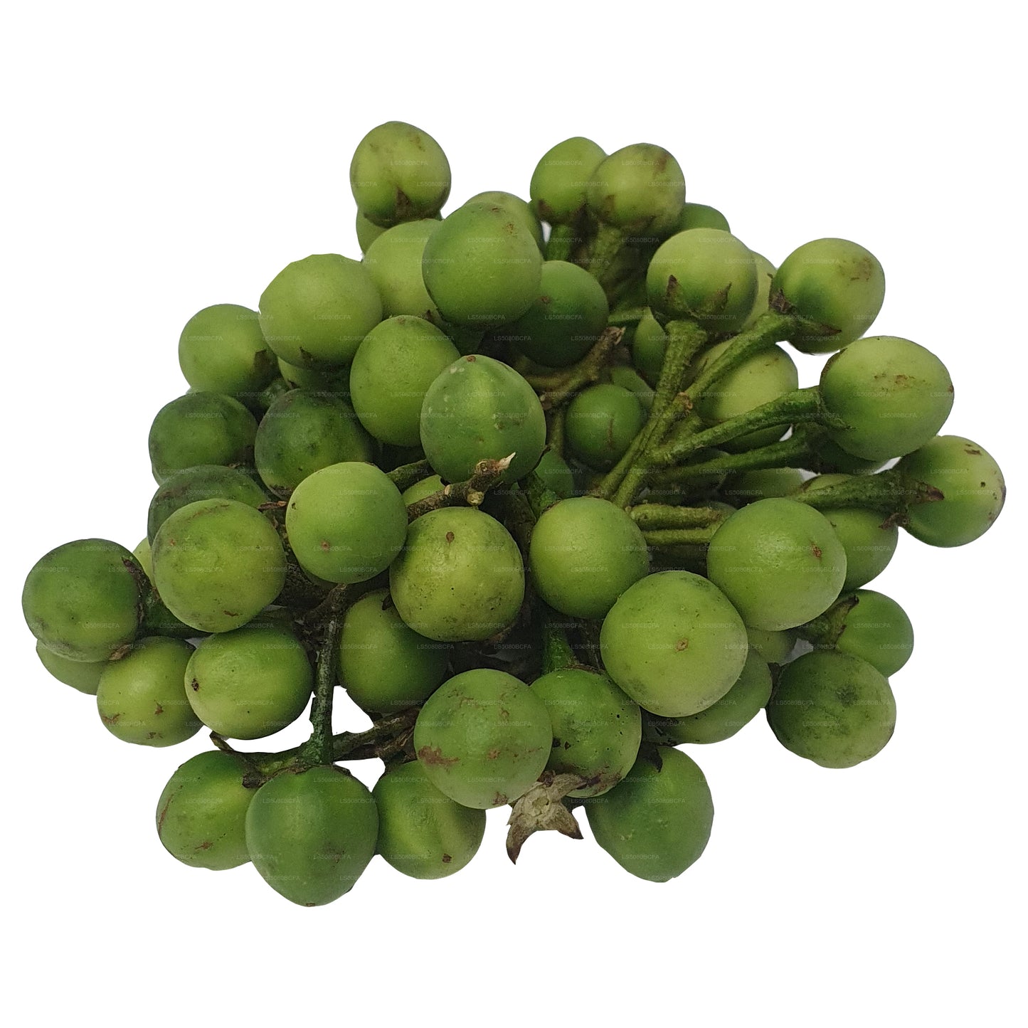 ティバトゥ - තිබ්බටු (500g)