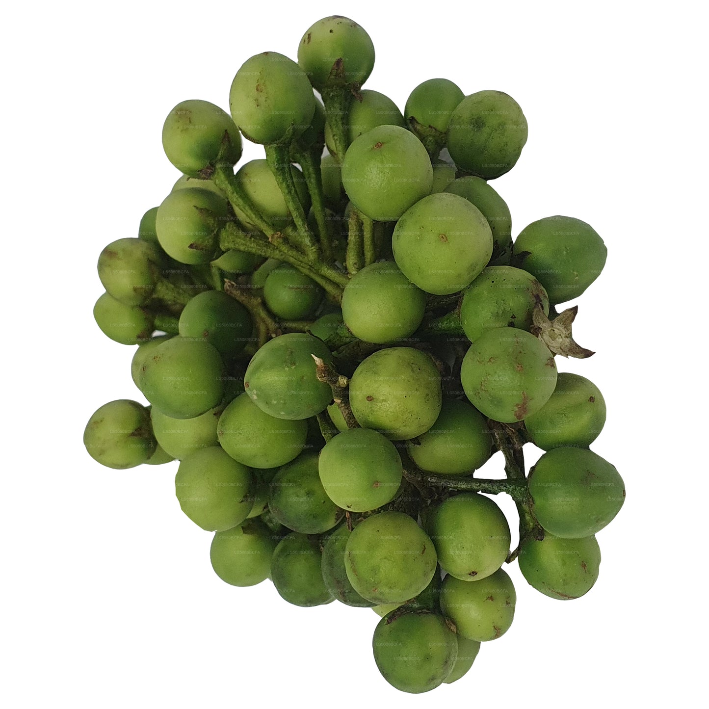 ティバトゥ - තිබ්බටු (500g)
