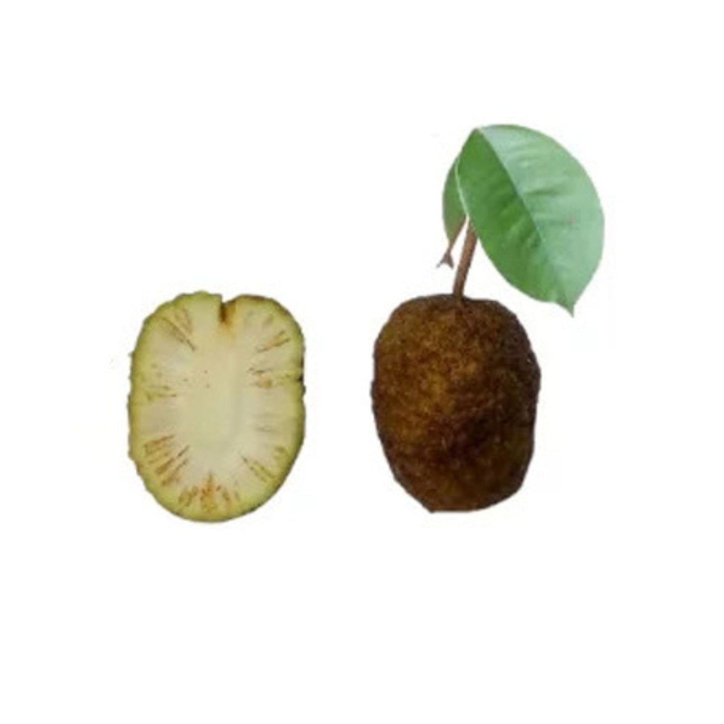 バクミー(බක්මී බීජ) 花と珍しい植物