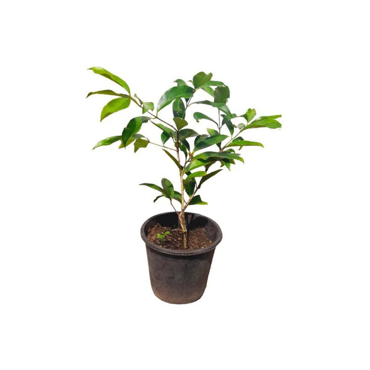 ヒンブツ (හිඹුටු) 薬用植物