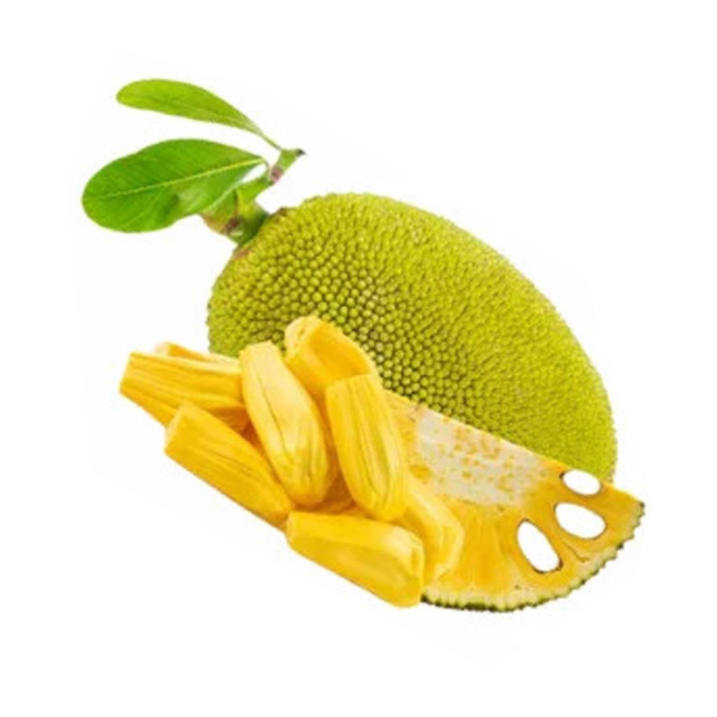 ヒロサ ジャックフルーツ (කොස් – හිරෝසා බද්ධ) 果樹