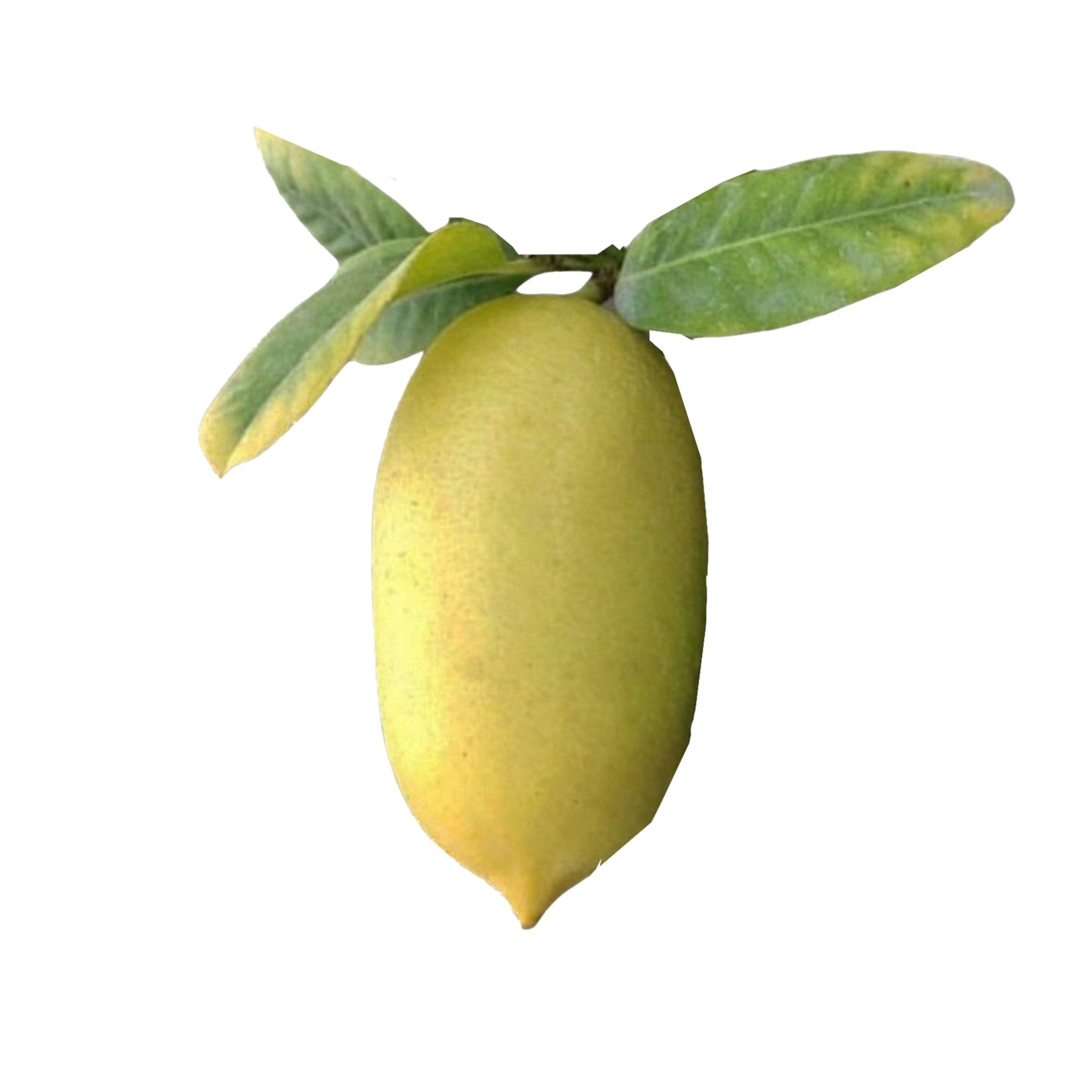 レモン (දිග ලෙමන්) 果樹