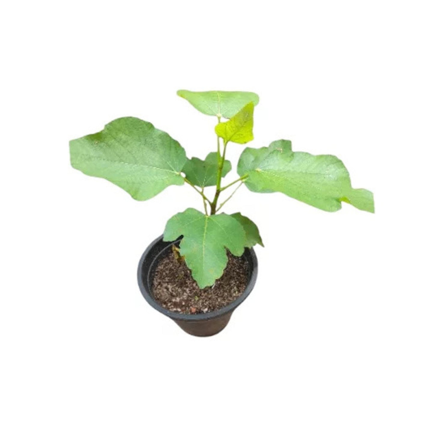 イチジク (ෆිග් ලේයර්) 果樹