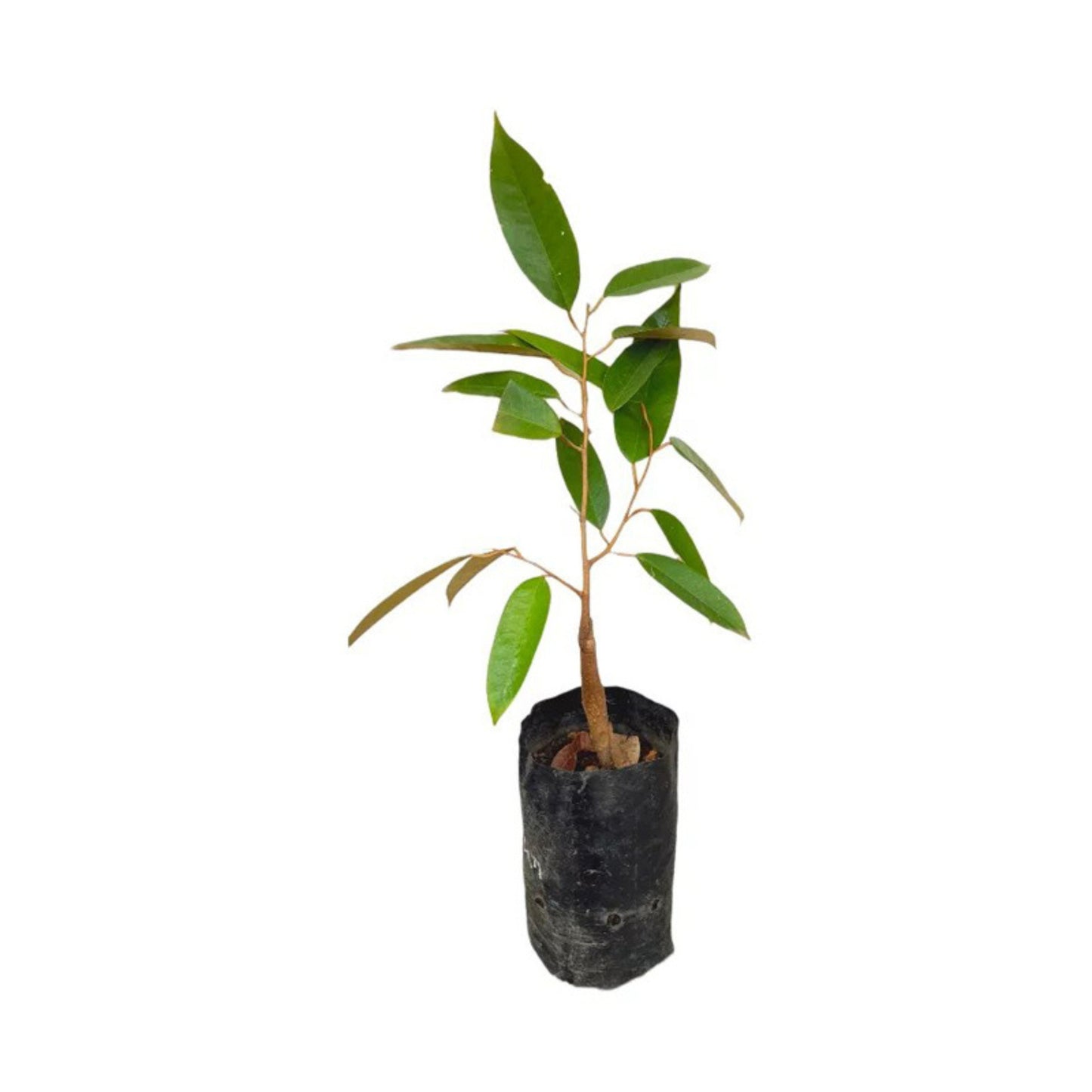 ドリアン (දූරියන් – කසුන් (බද්ධ) 果物植物)