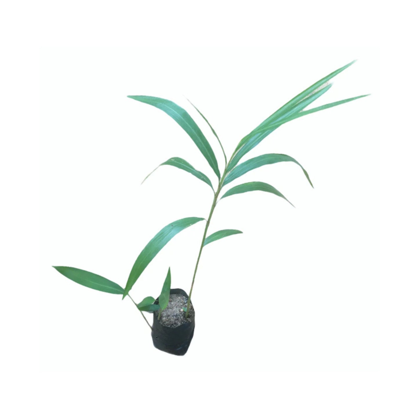 ヒーン・アラタ (හීන් අරත්ත) 薬用植物