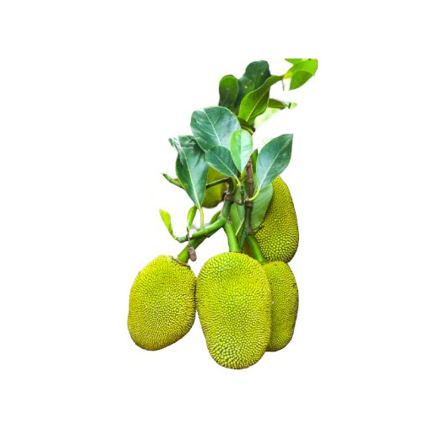 ファザーアローンジャックフルーツ (ෆාදර්ලෝන් කොස් බද්ධ) 果樹