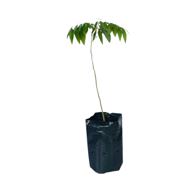 日本バトゥ (ජපන් බටු) 野菜工場