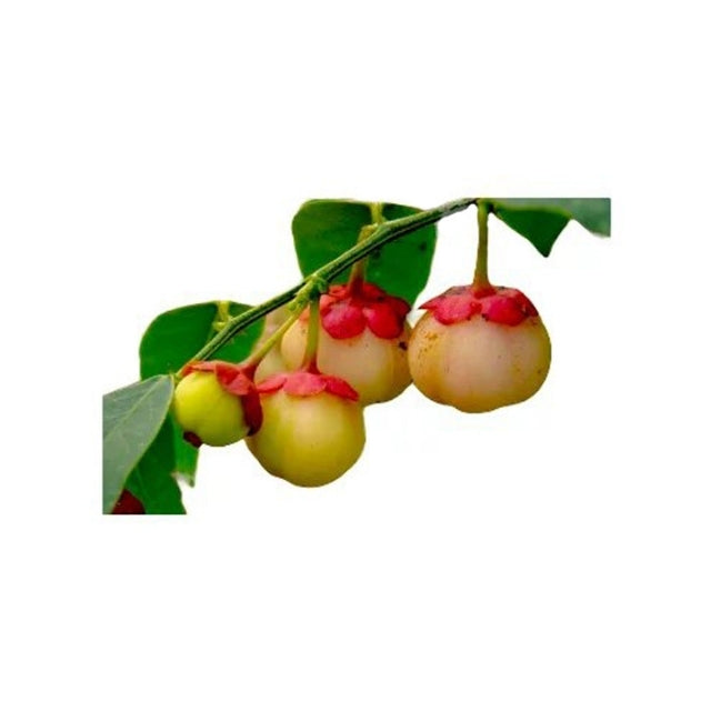 日本バトゥ (ජපන් බටු) 野菜工場
