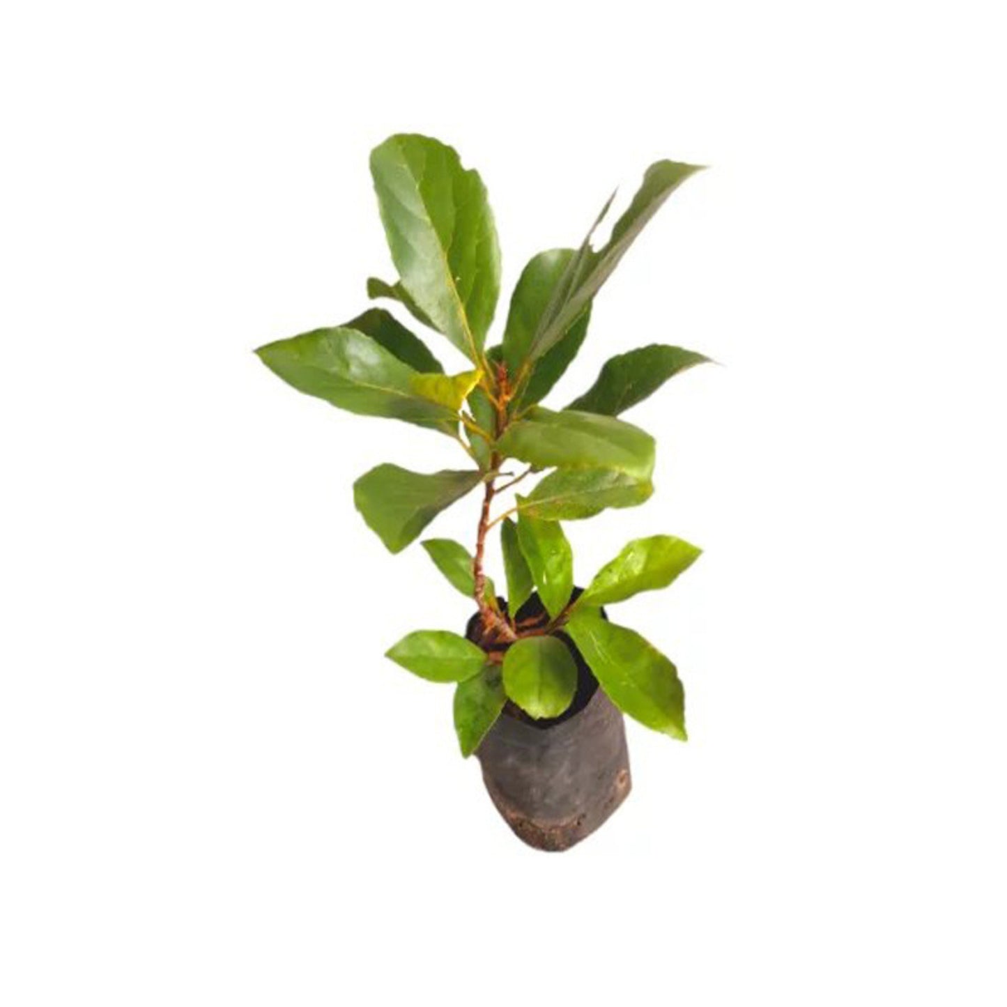 セイロンオリーブ (වෙරළු (බද්ධ)) 果樹