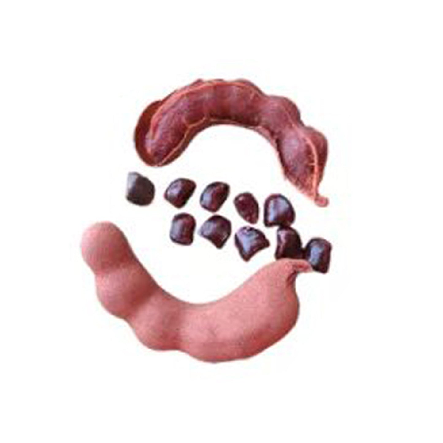 ラクプラスイートタマリンドフルーツプラント