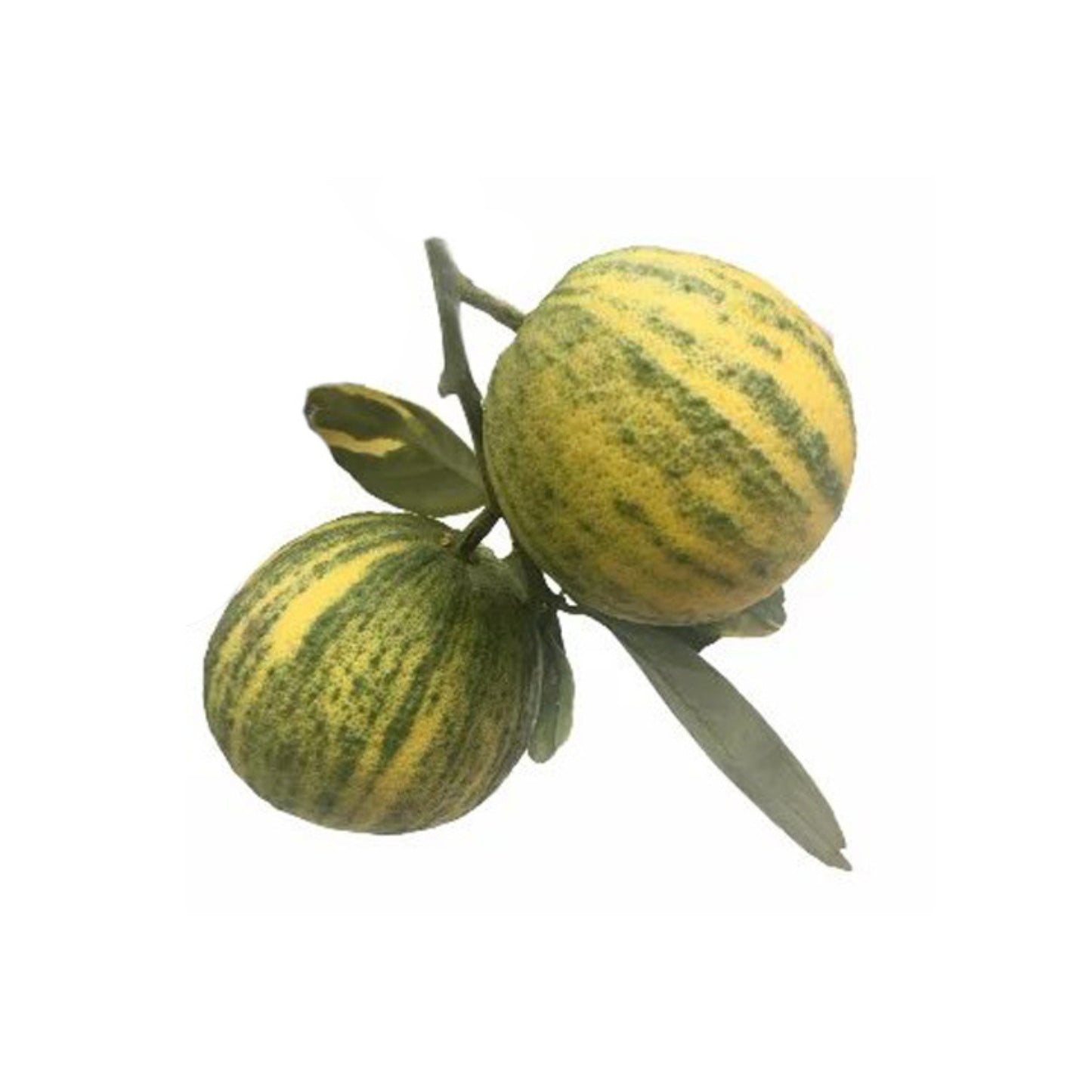 多彩な黄オレンジ (කහ දොඩම්) 果樹
