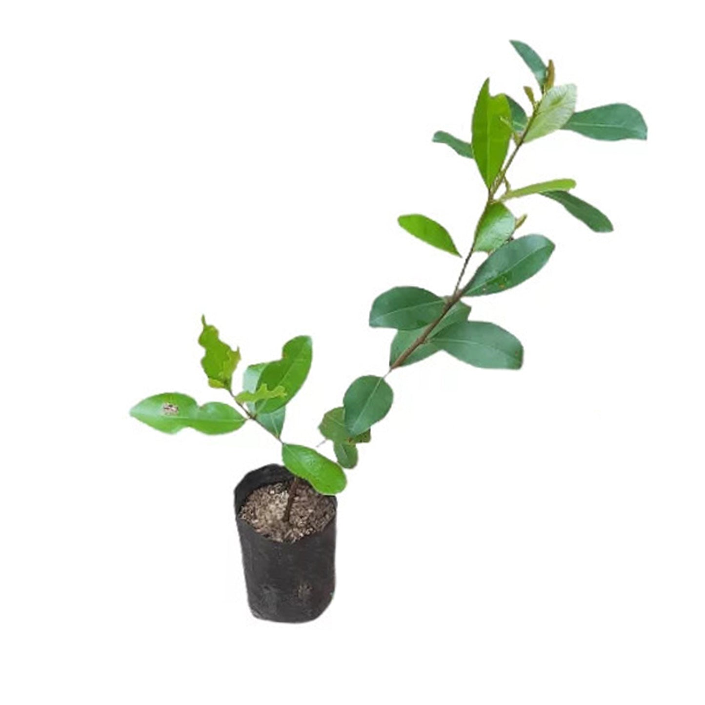 バルバドスチェリー (බා(ර්)බඩෝස් චෙරි (ලේයර්) 果樹植物