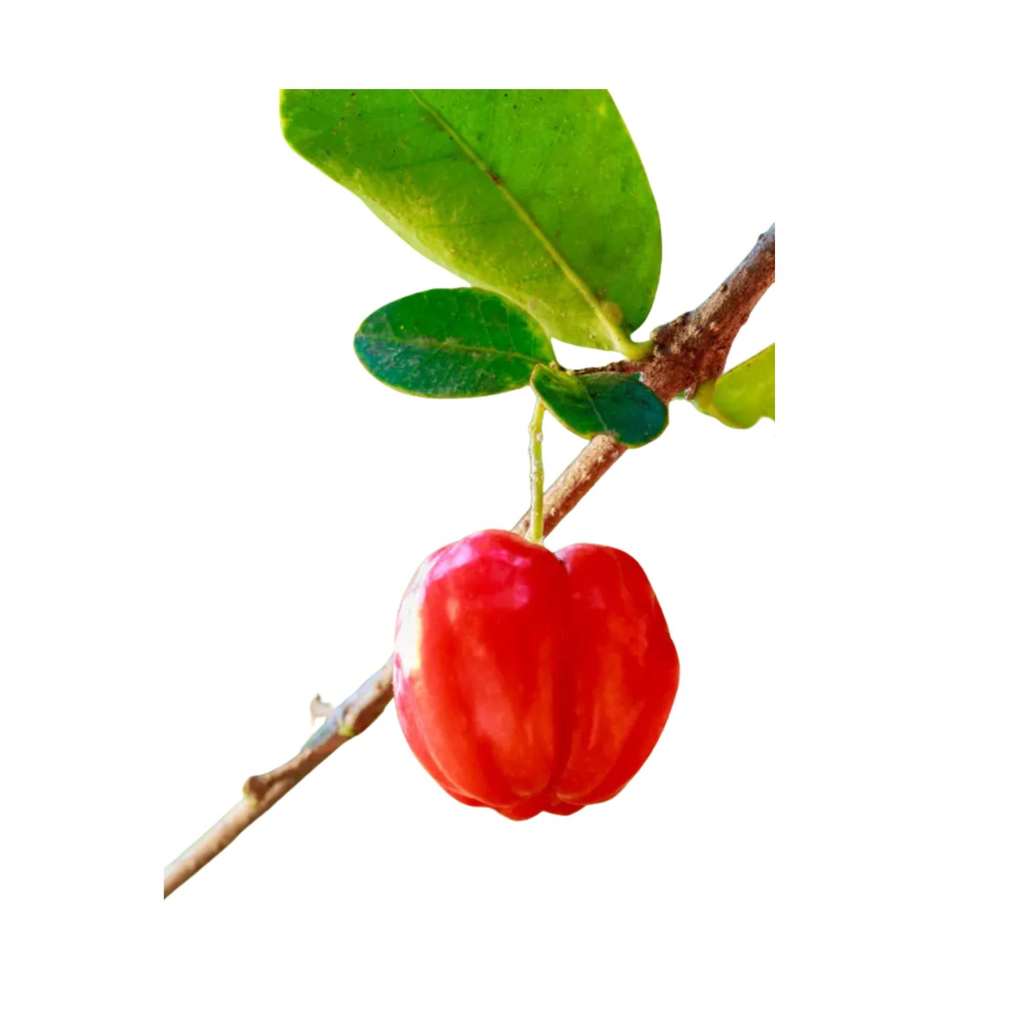 バルバドスチェリー (බා(ර්)බඩෝස් චෙරි (ලේයර්) 果樹植物