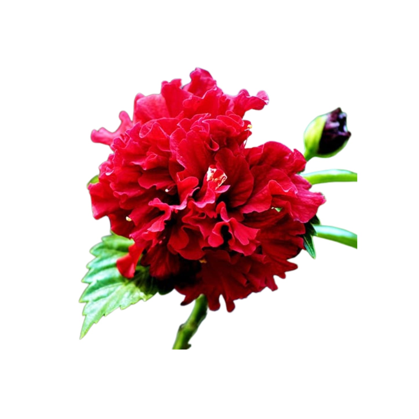 レッドハイビスカス (රතු පොකුරු වද මල්) 花とエキゾチックな植物