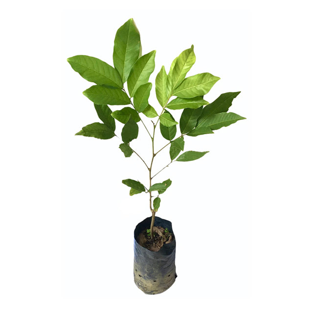 ランブータン (මැලේසියන් කහ රඹුටන් බද්ධ) 果樹