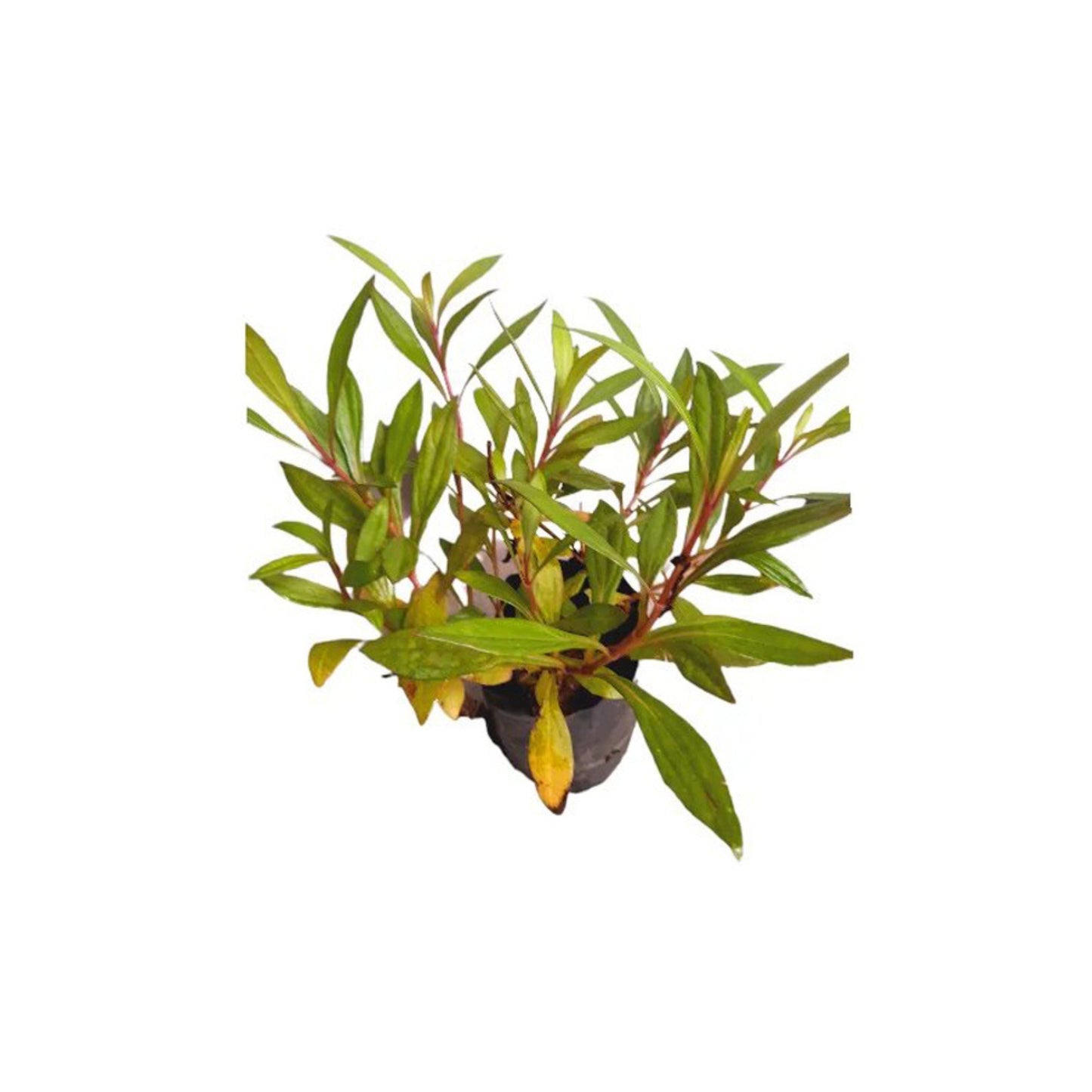 Le waralla (ලේ වැරැල්ල) 薬用植物
