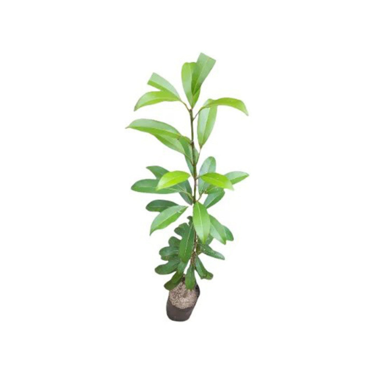 サパディラ (සැපදිල්ලා බද්ධ) 果樹
