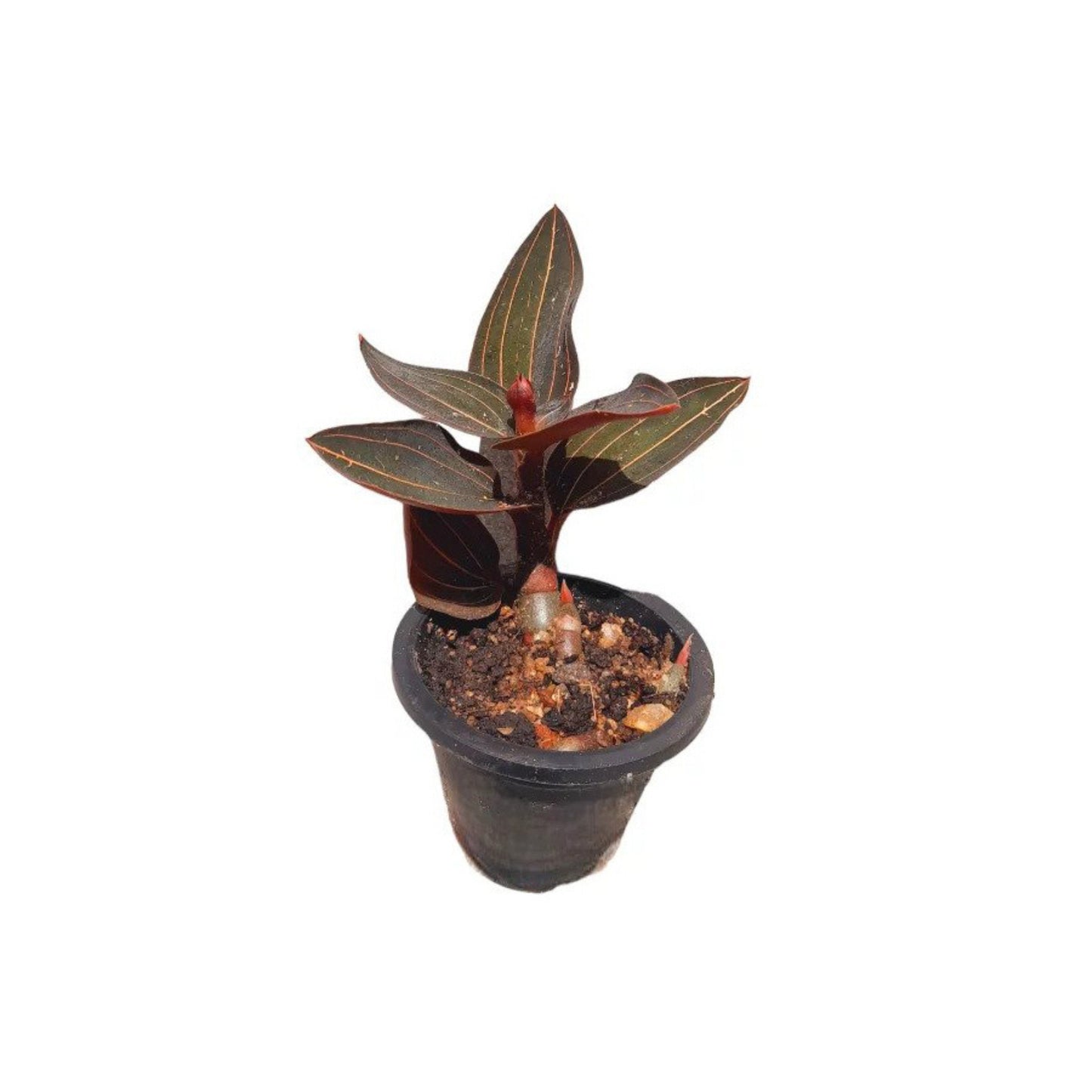 ワナラジャ (වනරාජ) 薬用植物