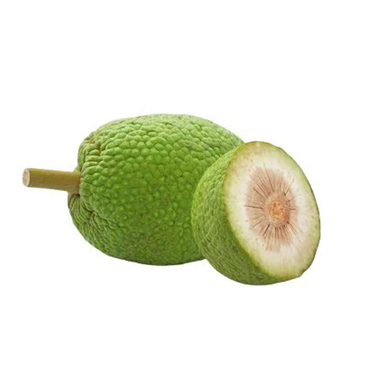 パンの実 (දෙල්) 野菜植物