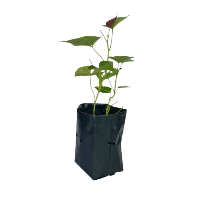 ふさふさしたサツマイモ (පඳුරු බතල) 野菜植物