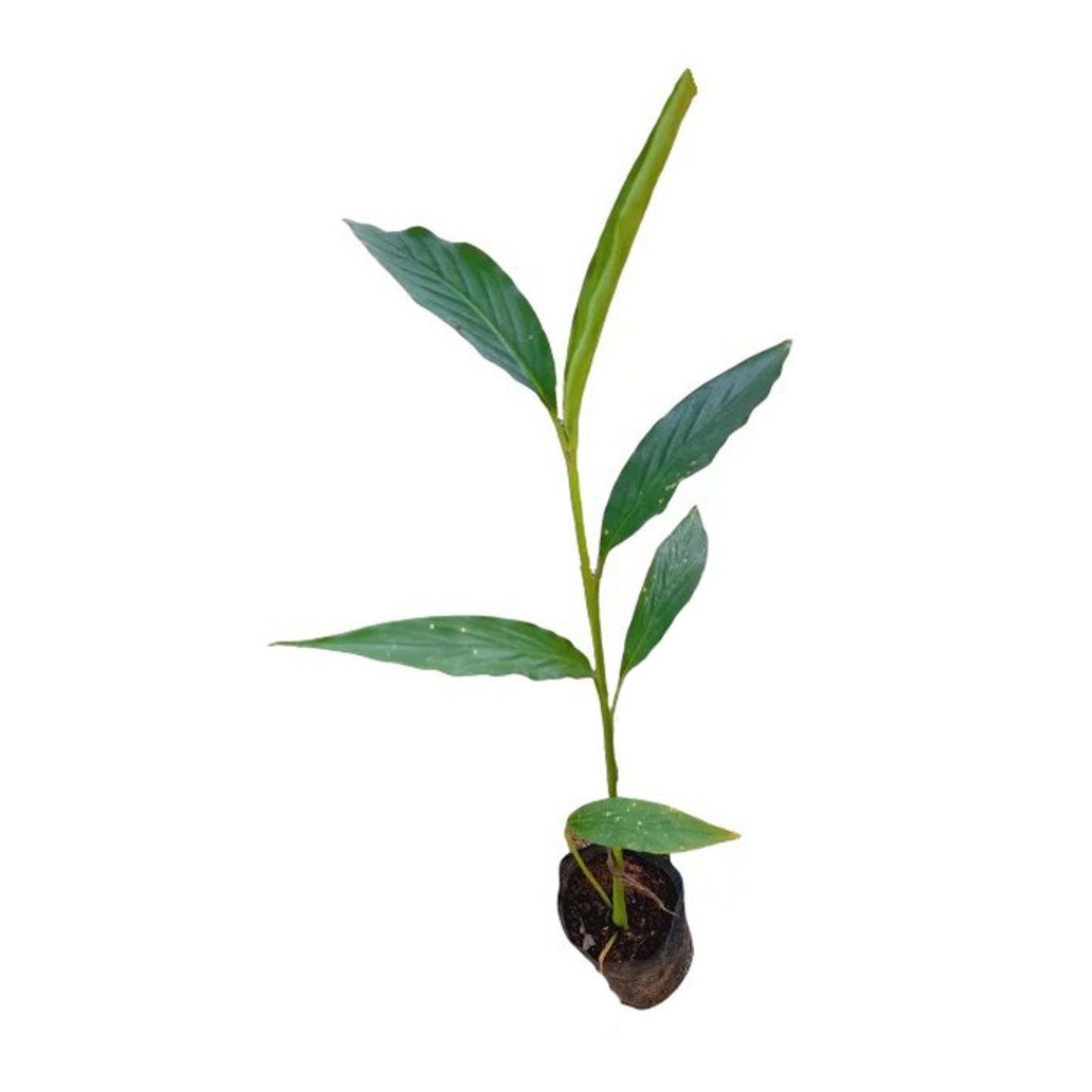 カルダモン (එනසාල්) スパイス植物