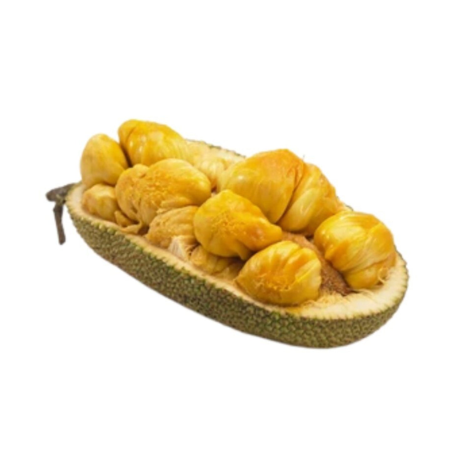 ドゥリヤン ジャックフルーツ (දූරියන් කොස් (බද්ධ)) 果樹