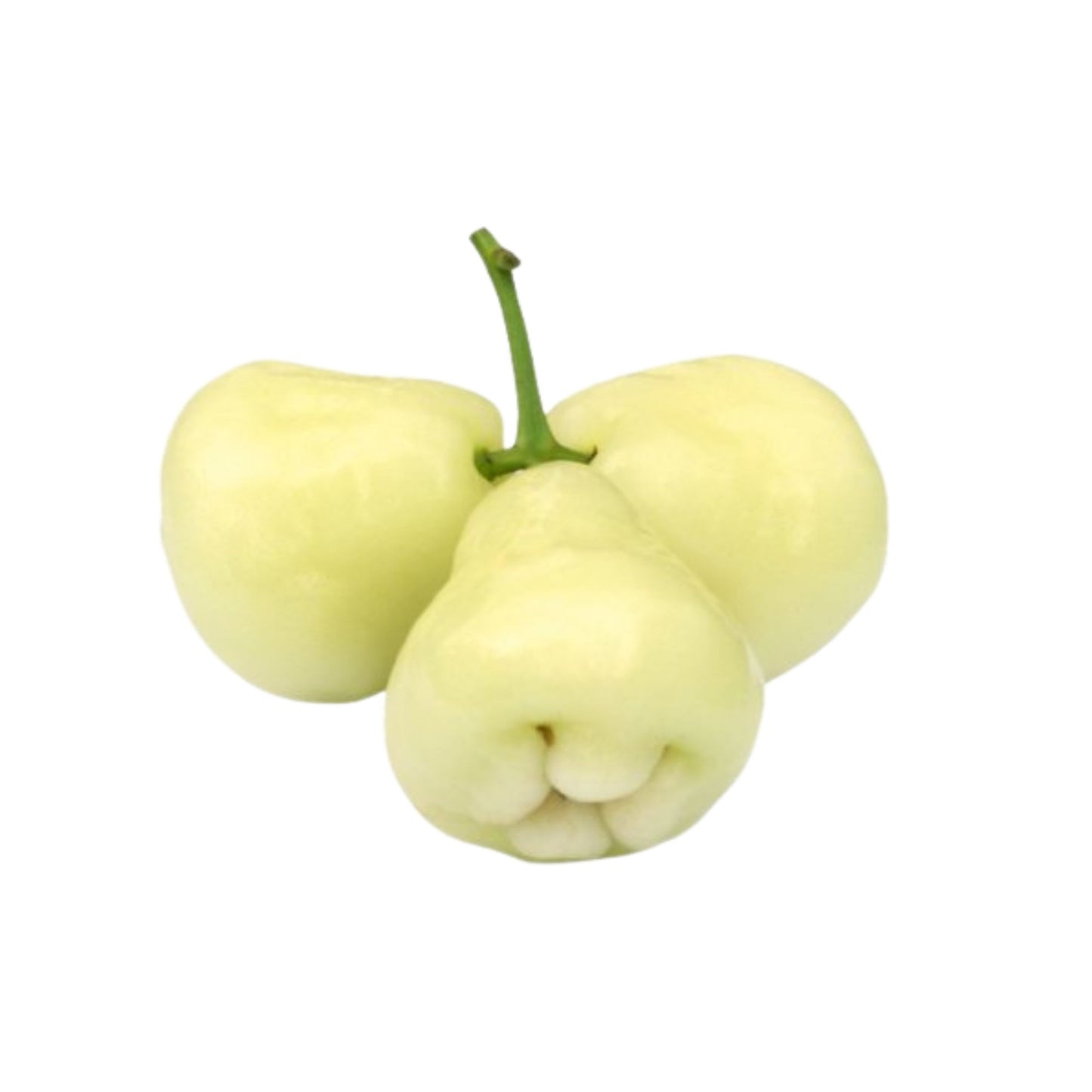 ラクプラ® ホワイトローズアップルプラント