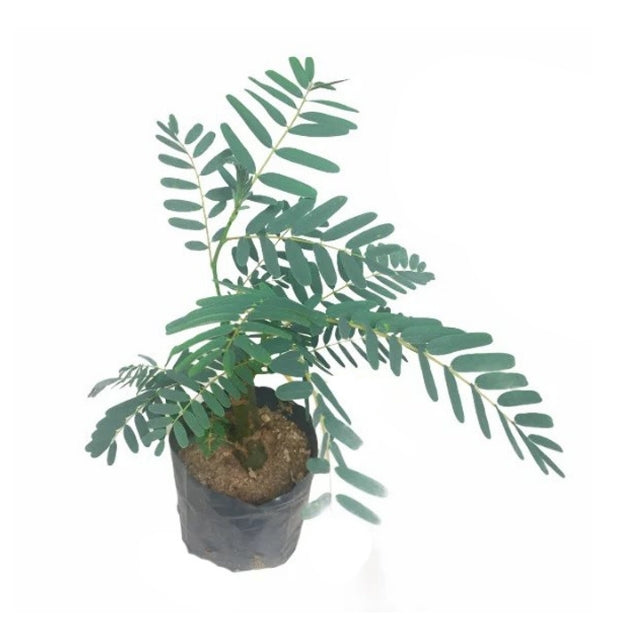 カトゥル ムルンガ (හරිත කතුරුමුරුංගා) 野菜植物