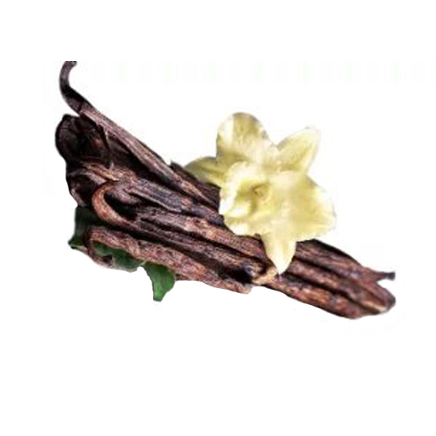 バニラ () スパイスプラント