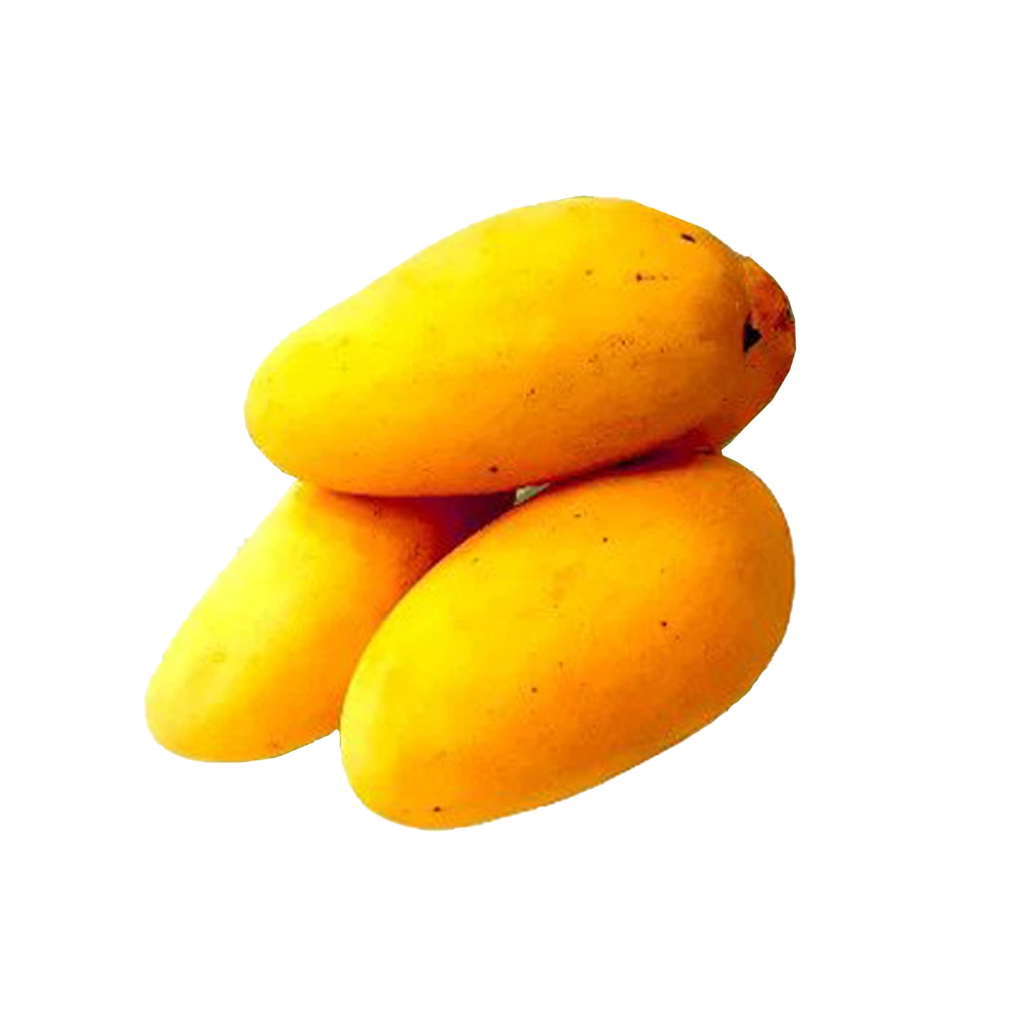 ヒマワリマンゴー (සන්ෆ්ලවර් අඹ) 果樹