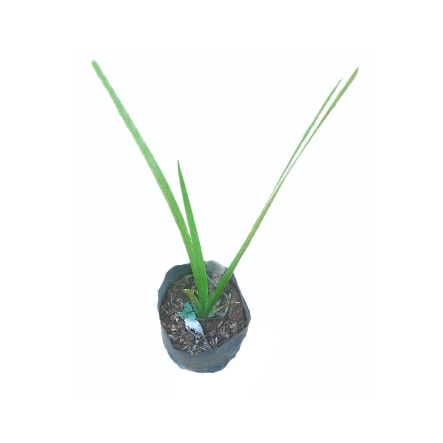 ターメリック (වද කහ) 薬用植物