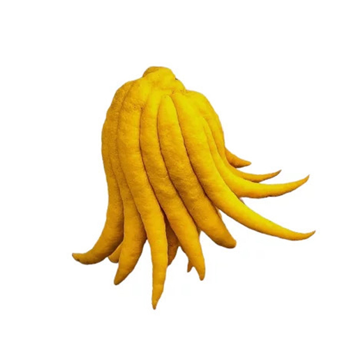 ハンドレモン (අතක හැඩැති ලෙමන් ලේයර්) 果樹